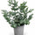 Eucalyptus Baum Gunnii
