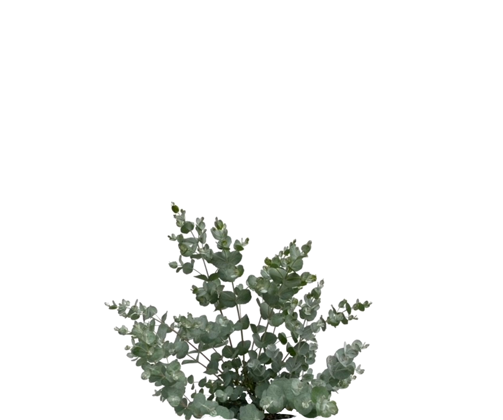 Eucalyptus Baum Gunnii Ø:19 H:50 cm