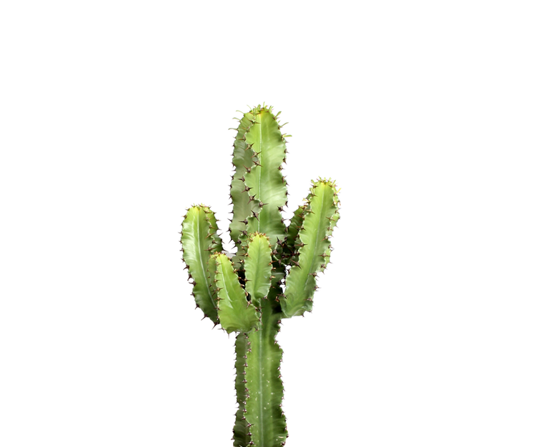 Euphorbia erytrea - Wolfsmilchkaktus Ø:19 H:70 cm