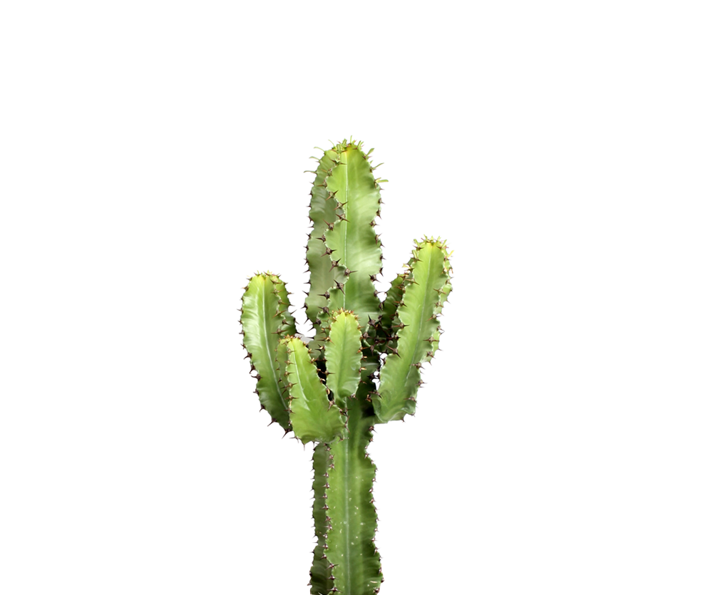 Euphorbia erytrea - Wolfsmilchkaktus Ø:19 H:70 cm