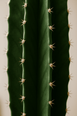 Euphorbia erytrea - Wolfsmilchkaktus Ø:19 H:70 cm