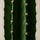 Euphorbia erytrea - Wolfsmilchkaktus Ø:19 H:70 cm