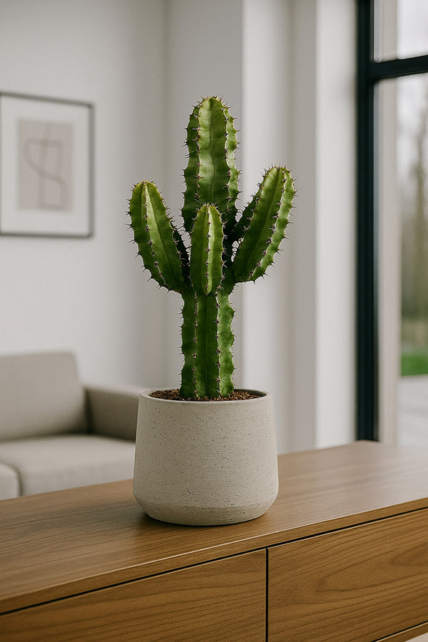 Euphorbia erytrea - Wolfsmilchkaktus Ø:19 H:70 cm