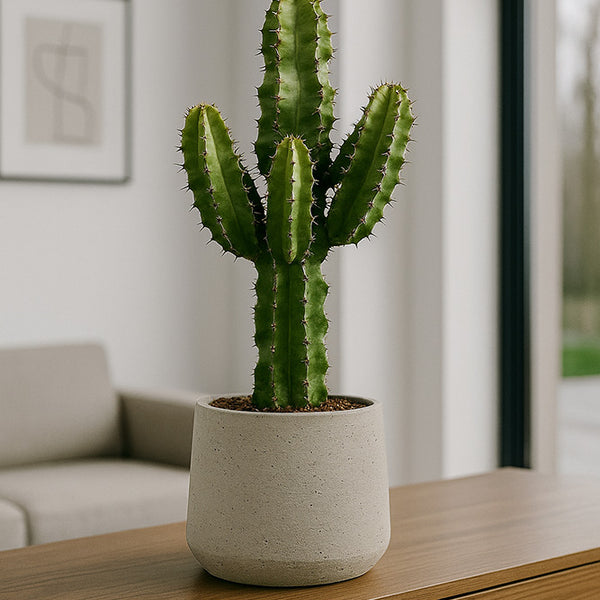 wolfsblut kaktus Euphorbia erytrea - Wolfsmilchkaktus Ø:19 H:70 cm