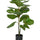 Ficus Lyrata Geigenfeige Künstlich H: 100cm - Finestgreen