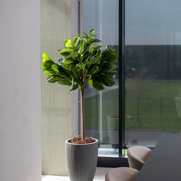 Ficus Lyrata Geigenfeige Künstlich - Künstliche Pflanzen