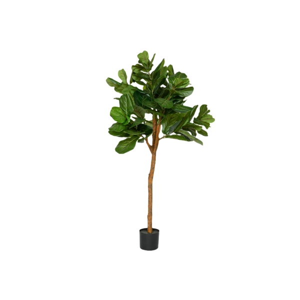 Ficus Lyrata Geigenfeige Künstlich H: 150cm