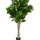 Ficus Lyrata Geigenfeige Künstlich H: 180cm - Finestgreen