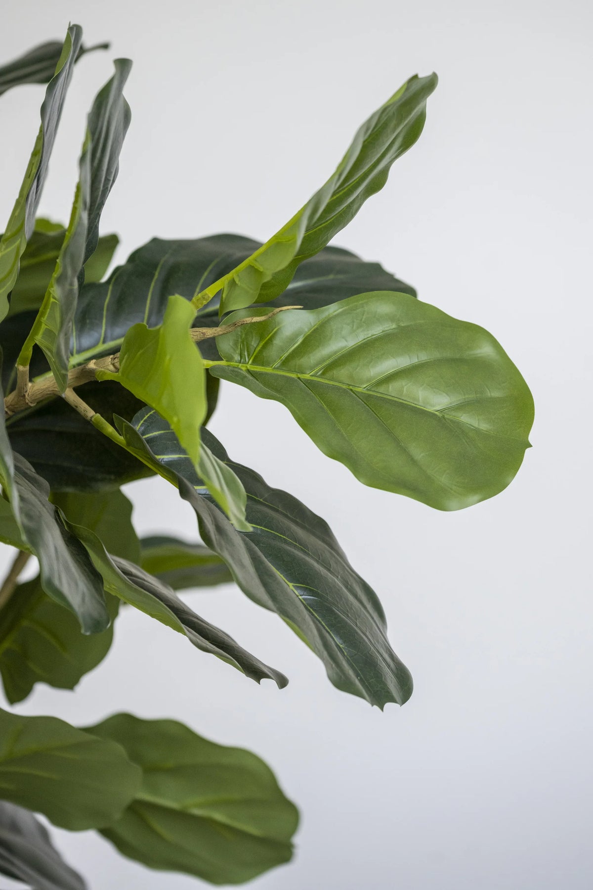 geigenfeige kaufen ikea Ficus Lyrata Geigenfeige Künstlich - Künstliche Pflanzen