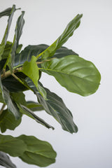 Ficus Lyrata Geigenfeige Künstlich H: 180cm - Finestgreen