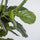 Ficus Lyrata Geigenfeige Künstlich H: 150cm - Finestgreen
