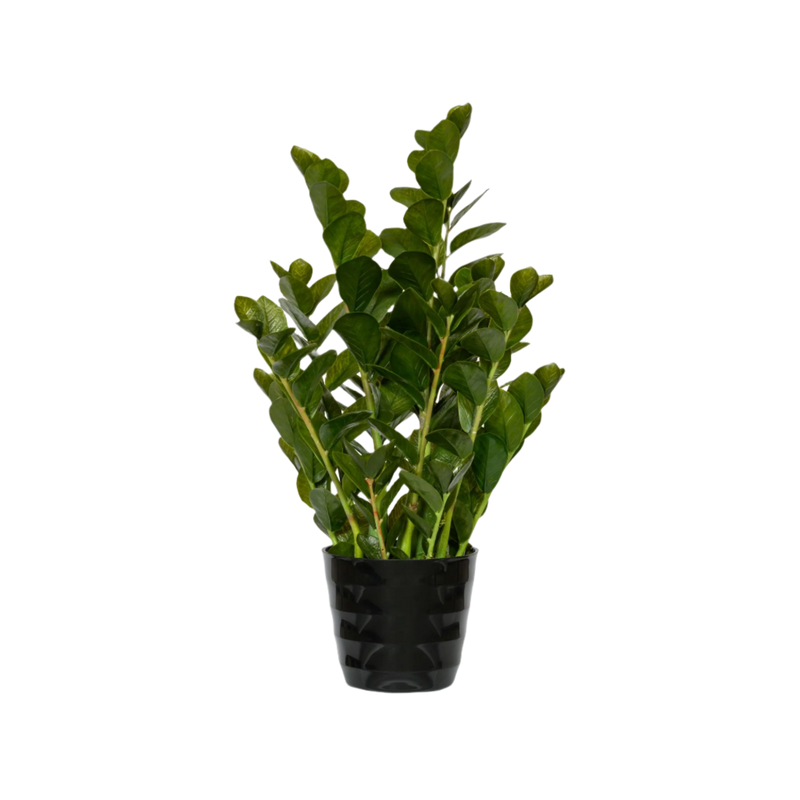 Zamioculcas Künstlich H: 90cm