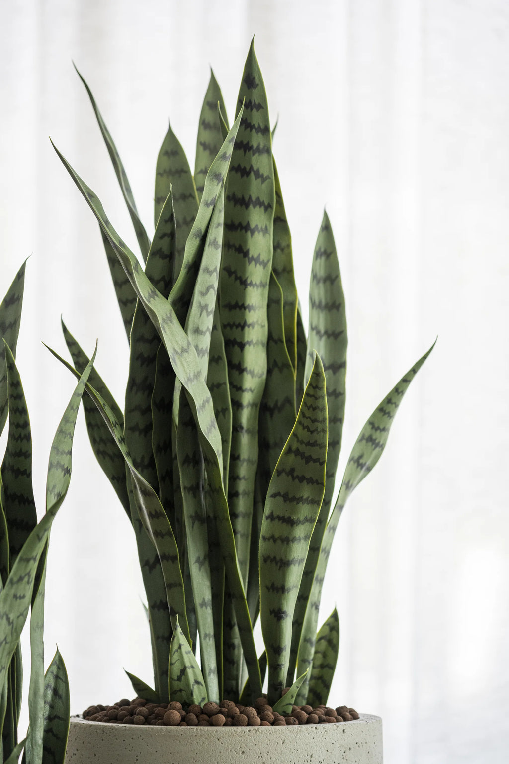 Sansevieria künstlich - kein Staunässe-Risiko, H:70cm