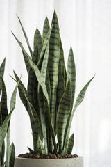 Sansevieria Künstlich H: 85cm - Finestgreen