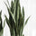 Sansevieria Künstlich H: 85cm - Finestgreen