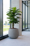 Monstera Pertusum Kunstpflanze L 140cm