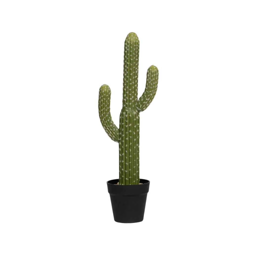 monstera deliciosa blätter tropfen Tipps zur Pflege deiner Pflanze : Monstera deliciosa – PflanzenFuerAlle