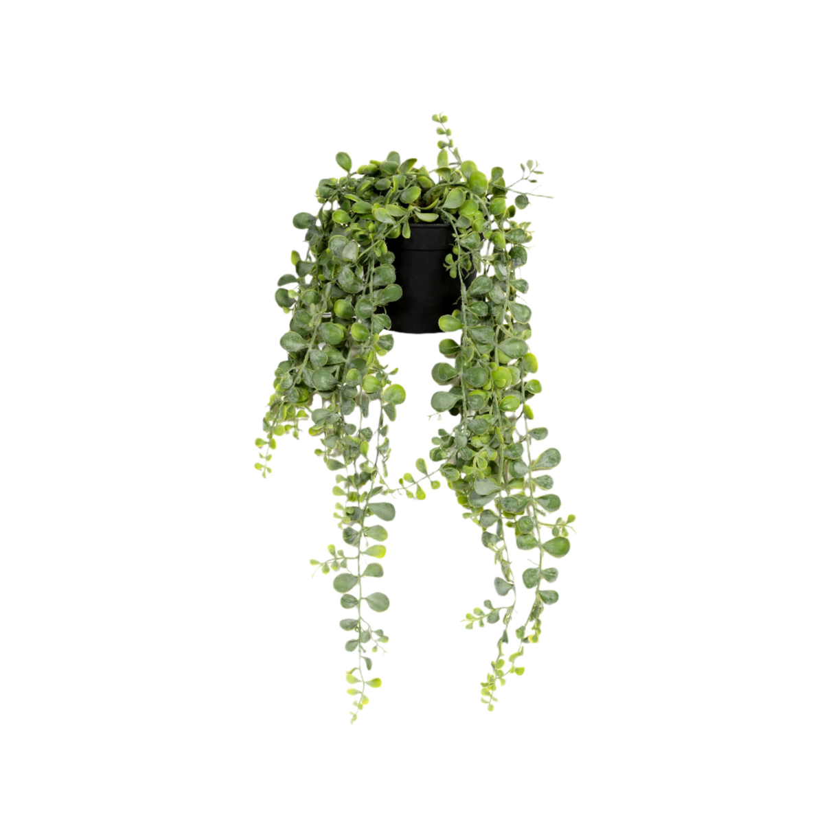 Senecio Erbsenpflanze Künstlich - Künstliche Pflanzen