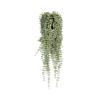 Senecio Erbsenpflanze Künstlich