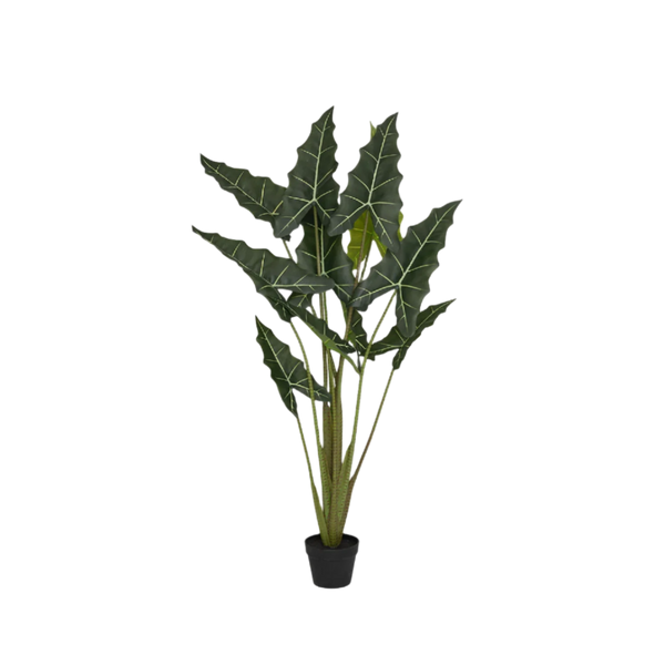 Alocasia Taro Künstlich H: 160cm