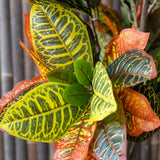 Codiaeum Wunderstrauch Künstlich H: 150cm - Finestgreen
