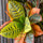 Codiaeum Wunderstrauch Künstlich H: 150cm - Finestgreen