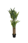 Dracaena Drachenbaum Künstlich H: 120cm