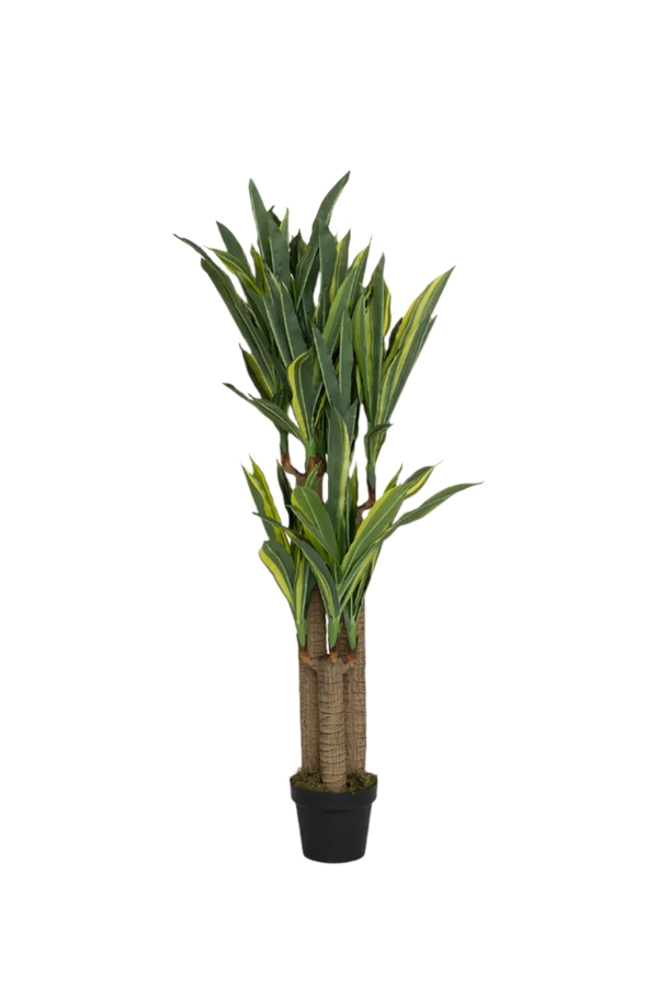 Dracaena Drachenbaum Künstlich H: 180cm