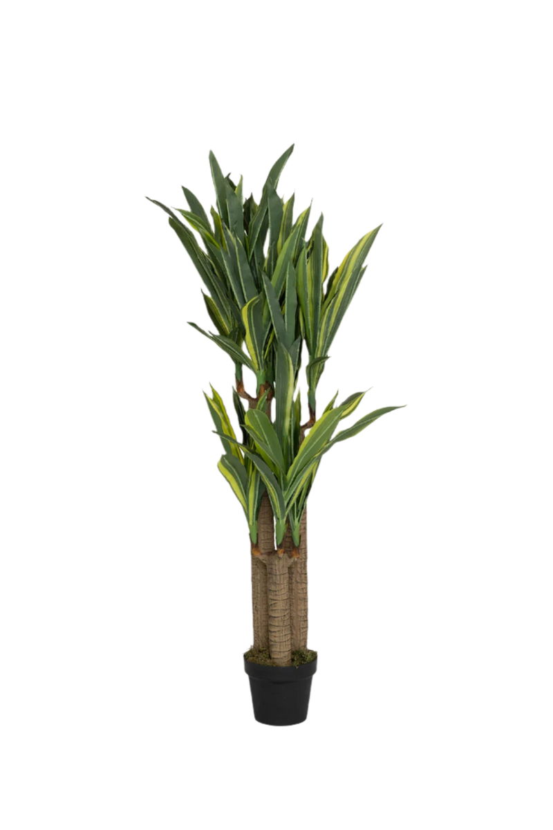 Dracaena Drachenbaum Künstlich H: 180cm