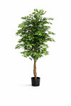 Ficus Baum Künstlich H: 180cm