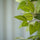 Ficus Baum Künstlich H: 150cm - Finestgreen