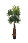 Palme Künstlich H: 220cm