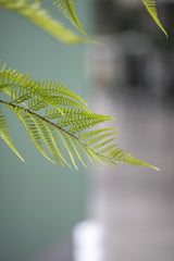 Farne Künstlich H: 120cm - Finestgreen