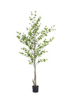 Enkianthus perulatus Kunstpflanze L 210cm