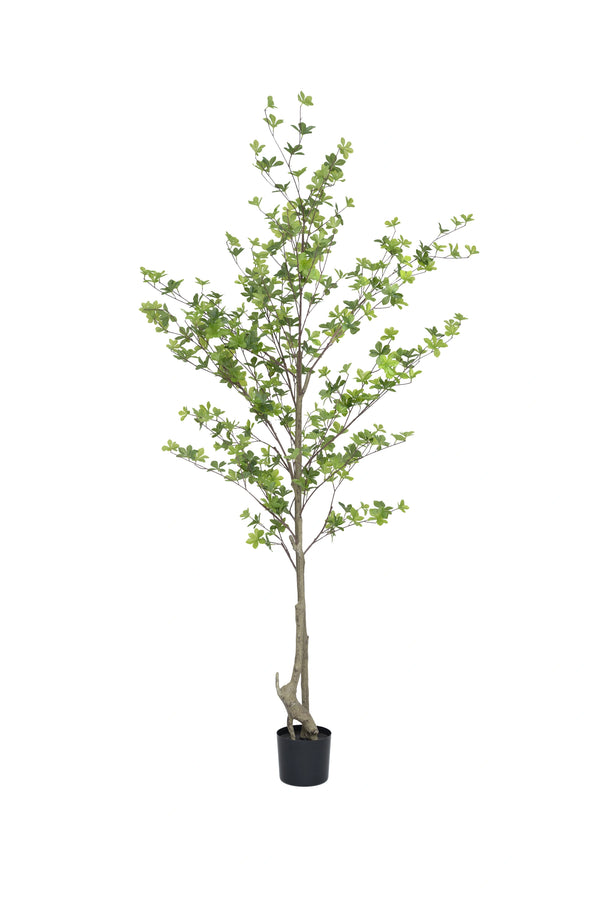 Enkianthus perulatus Kunstpflanze L 210cm