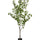 Ginko Biloba Baum Kunstpflanze L 180cm - Finestgreen