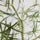 Queensland bottle Baum Kunstpflanze XL 240cm - Finestgreen