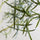 Queensland bottle Baum Kunstpflanze XL 240cm - Finestgreen