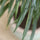 Ficus Alii Baum Kunstpflanze L 180cm - Finestgreen