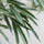 Ficus Alii Baum Kunstpflanze L 180cm - Finestgreen