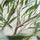Ficus Alii Baum Kunstpflanze L 180cm - Finestgreen