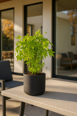 Fächerahorn Acer Going Green Ø:15 H:40 cm