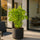 Fächerahorn Acer Going Green Ø:15 H:40 cm