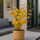 Fächerahorn Acer Orange Dream Ø:15 H:40 cm