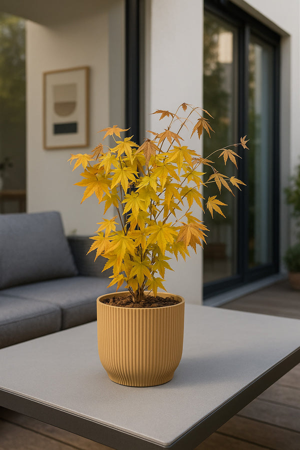 Fächerahorn Acer Orange Dream Ø:15 H:40 cm