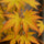 Fächerahorn Acer Orange Dream Ø:15 H:40 cm