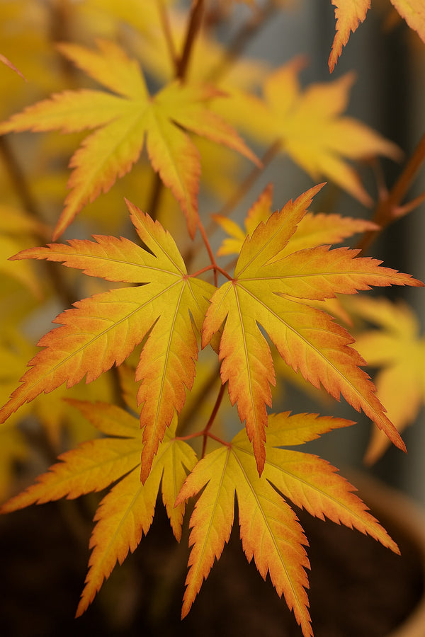 Fächerahorn Acer Orange Dream Ø:15 H:40 cm