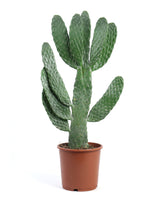 Feigenkaktus (Consolea rubescens) im Kulturtopf Ø 17 cm, ca. 55 cm hoch – freigestellt