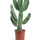 Feigenkaktus (Consolea rubescens) im Kulturtopf Ø 17 cm, ca. 55 cm hoch – freigestellt
