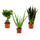 Fensterbank-Trio: Ficus Ginseng (Ficus microcarpa 'Ginseng'), Echte Aloe (Aloe vera) und Bogenhanf (Sansevieria 'Black Coral') im Kulturtopf Ø 12 cm, ca. 25–35 cm hoch – freigestellt